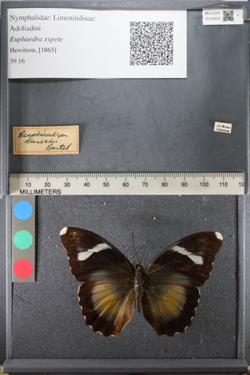 Media type: image;   Entomology 142557